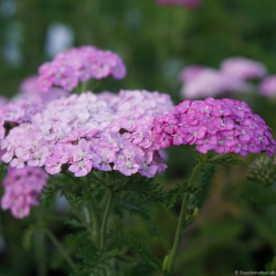 Achillea millefolium Apfelbl�te - R�llike 
