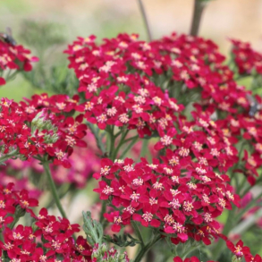 Achillea millefolium Cassis - R�llike