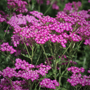 Achillea millefolium Cerise Queen - R�llike 1L