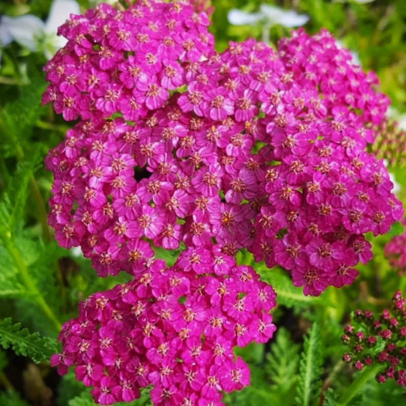 Achillea millefolium Little Susie - R�llike 1L