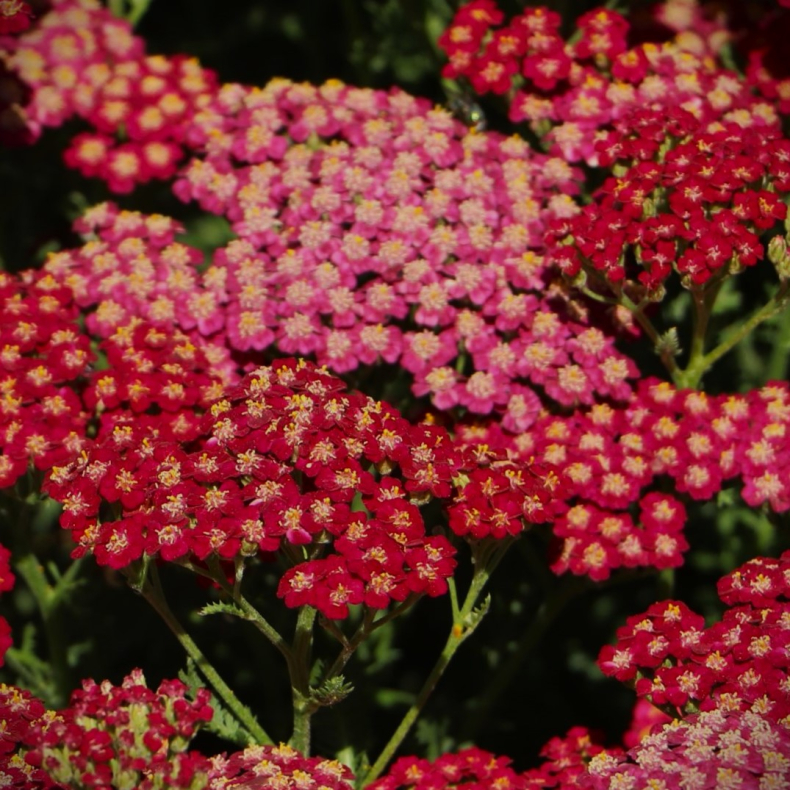 Achillea millefolium New Vintage Red - R�llike