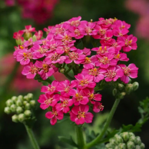 Achillea millefolium New Vintage Rose - R�llike