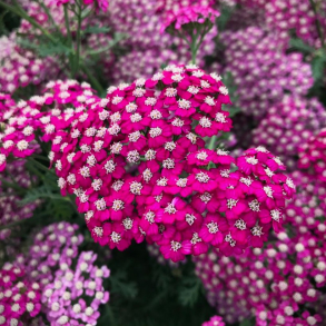 Achillea millefolium New Vintage Violet - R�llike