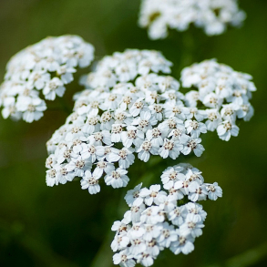 Achillea millefolium New Vintage White - R�llike