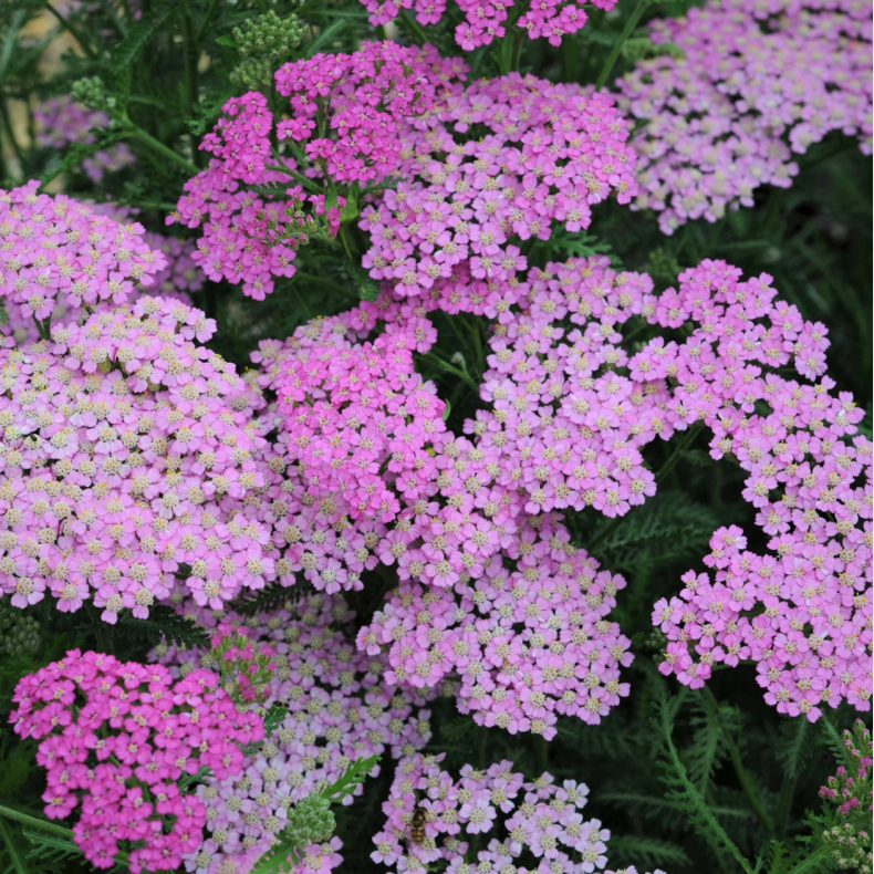 Achillea millefolium Pretty Belinda  - R�llike 1L