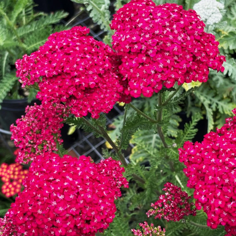 Achillea millefolium Saucy Seduction - R�llike