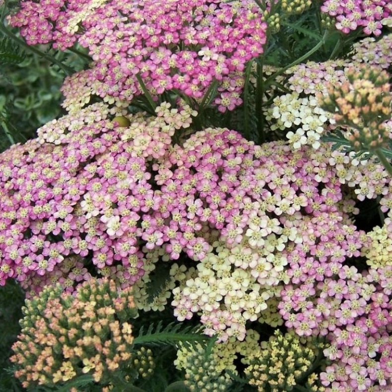 Achillea millefolium Summer Pastels - R�llike