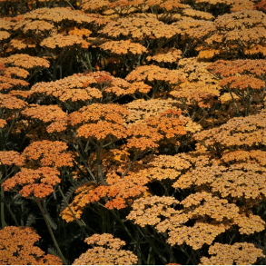Achillea millefolium Terracotta - Rllike