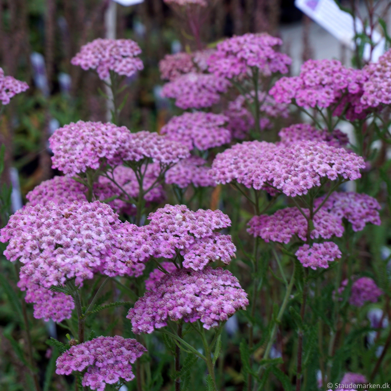 Lyser&oslash;de og pink stauder