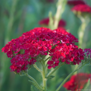 Achillea millefolium Tutti Frutti Pomegranate - R�llike