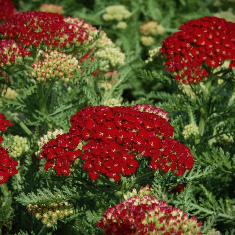 Achillea millefolium Tutti Frutti Pomegranate - Rllike