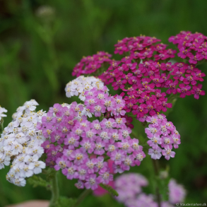 Achillea millefolium rosa mix - R�llike 1L