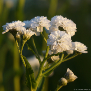 Achillea ptarmica Peter Cottontail - Nyser�llike