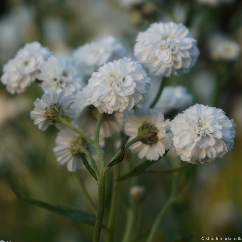 Achillea ptarmica Peter Cottontail - Nyser�llike