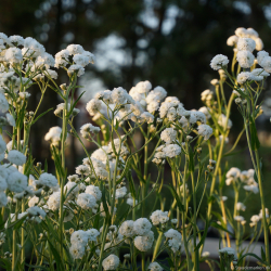 Achillea ptarmica Peter Cottontail - Nyser�llike
