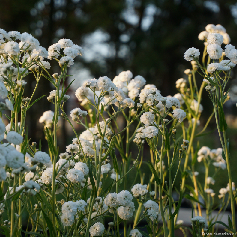 Achillea ptarmica Peter Cottontail - Nyser�llike
