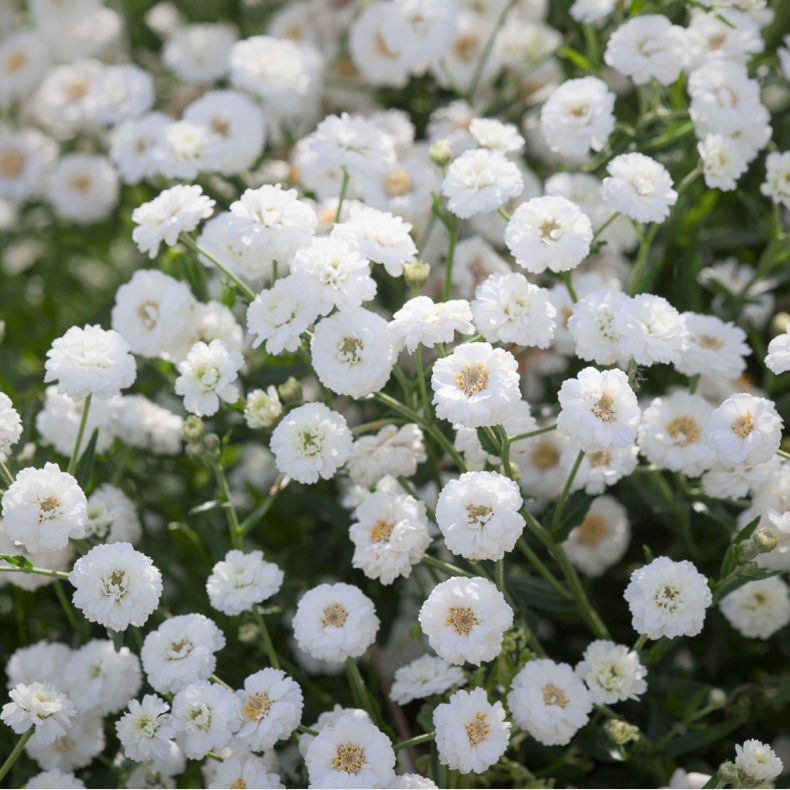 Achillea ptarmica - Nyserllike 