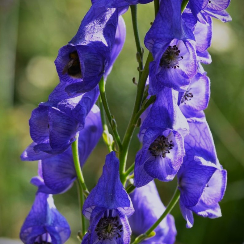 Aconitum carmichaelii  Arendsii - Oktober Stormhat