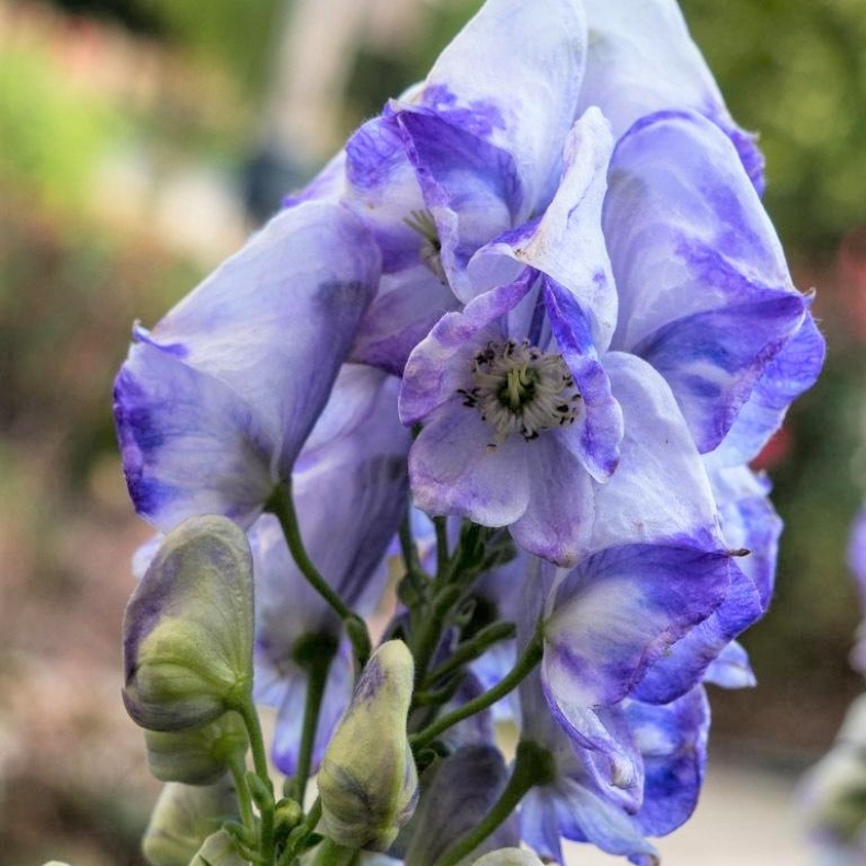 Aconitum carmichaelii Cloudy - Oktober Stormhat