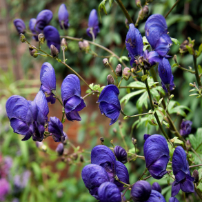 Aconitum henryi Sparks Variety  - �gte Stormhat