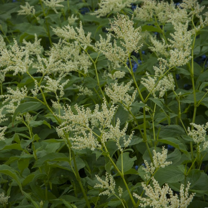 Aconogonon alpinum - Alpe-pileurt