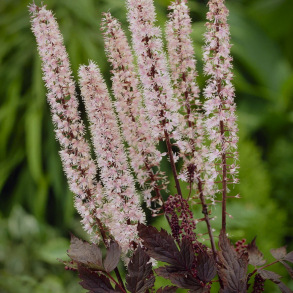 Actaea ramosa Pink Spike - S�lvlys