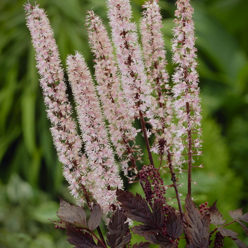 Actaea ramosa Pink Spike - Slvlys