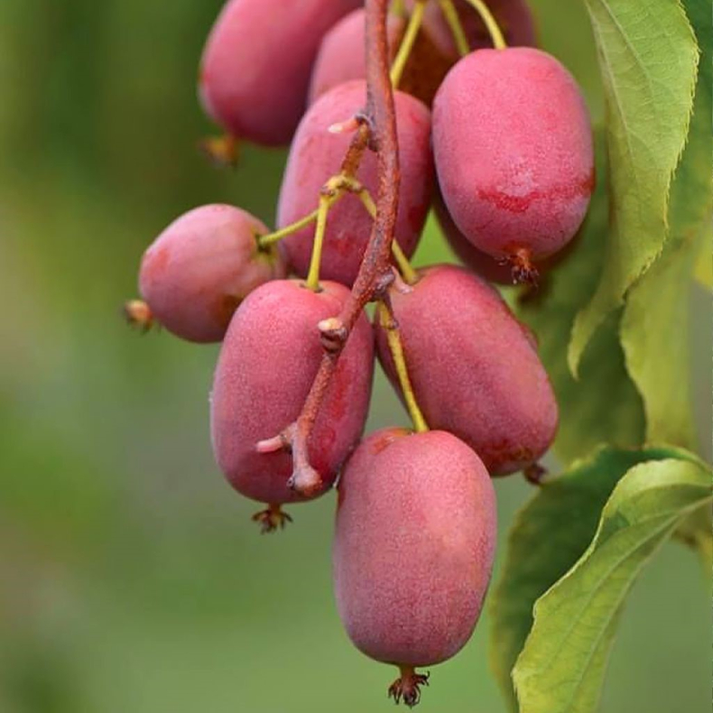 Actinidia arguta Pink Jumbo - Stikkelsb�rkiwi Hunplante