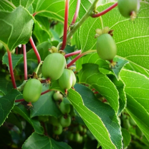 Actinidia arguta Prince Jumbo - Stikkelsb�rkiwi Hanplante