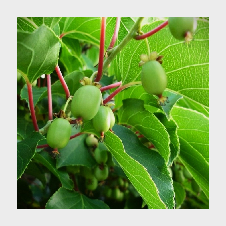 Actinidia arguta Prince Jumbo - Stikkelsb�rkiwi Hanplante