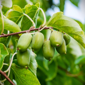 Actinidia arguta Super Issai - Stikkelsb�rkiwi Hunplante