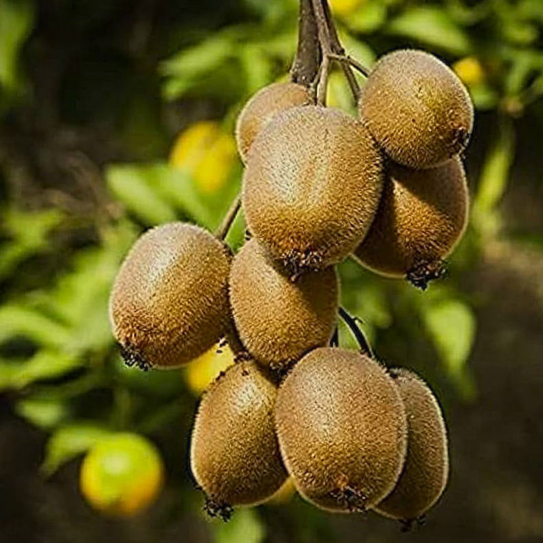 Actinidia deliciosa Hayward - Kiwi Hunplante