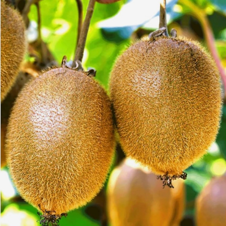 Acticidia deliciosa Solissimo - Kiwi
