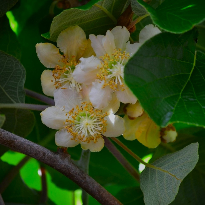 Actinidia deliciosa Tomuri - Kiwi Hanplante