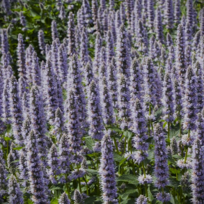 Agastache Blue fortune - Anisisop