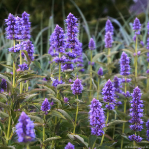 Agastache Blue fortune - Anisisop