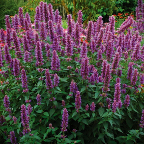 Agastache pallida x rugosa Globetrotter - Anisisop