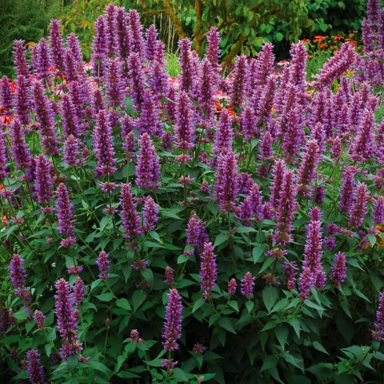 Agastache pallida x rugosa Globetrotter - Anisisop