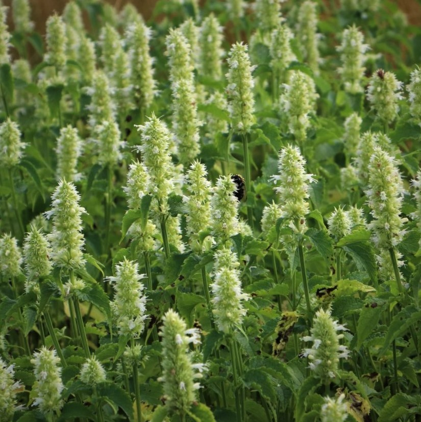 Anisisop | Agastache rugosa Alabaster | stauder | køb nu