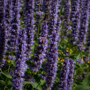 Agastache rugosa Black Adder - Koreansk anisisop