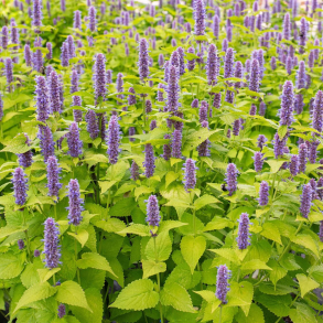 Agastache rugosa Golden Jubilee - Anisisop 