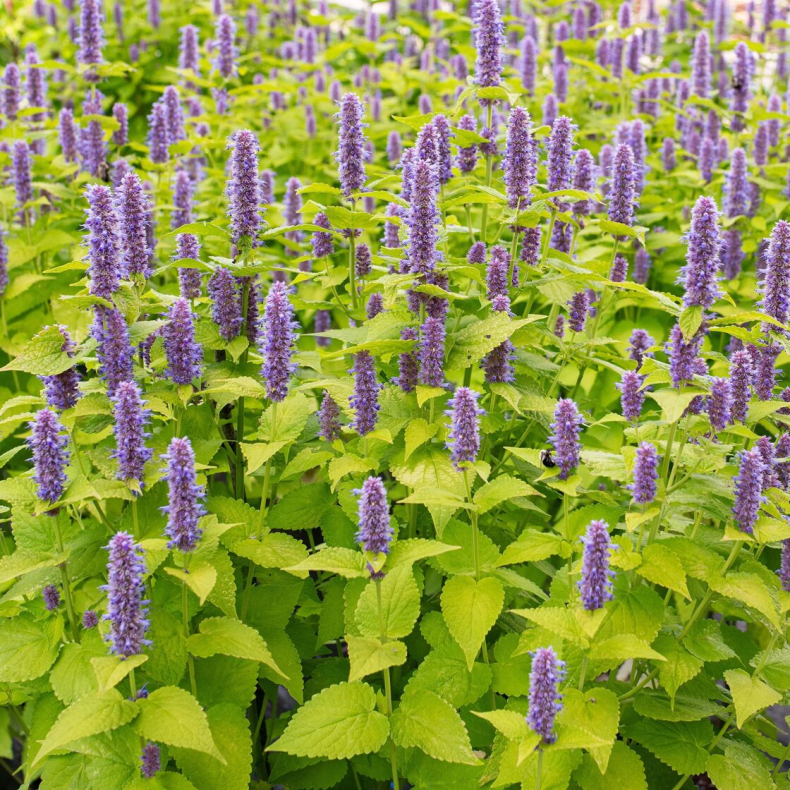 Agastache rugosa Golden Jubilee - Anisisop 
