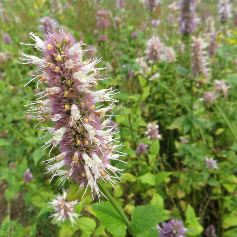 Agastache urticifolia - N�lde-indianermynte