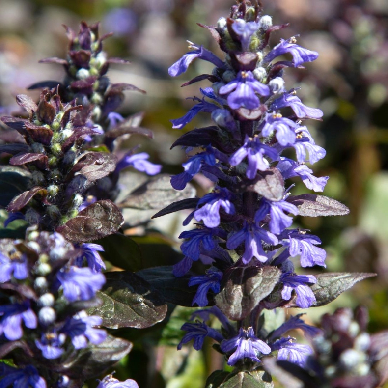 Ajuga reptans Atropurpurea - Krybende L�bel�s