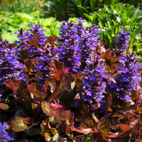 Ajuga reptans Braunherz - Krybende L�bel�s
