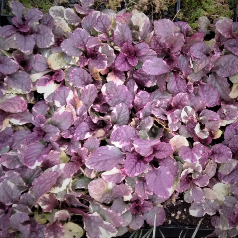 Ajuga reptans Burgundy Glow - Krybende lbels