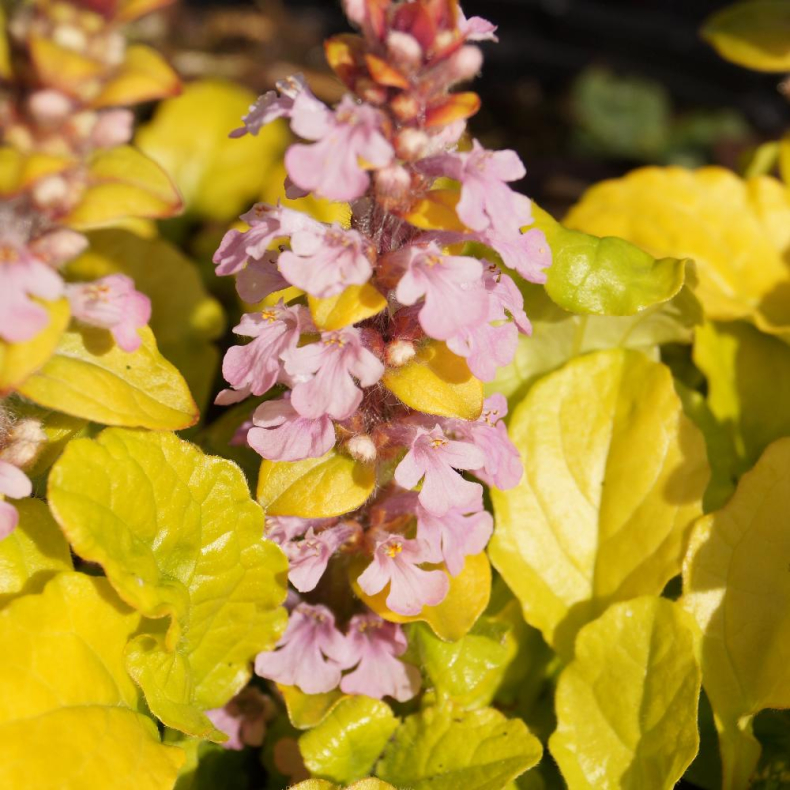 Ajuga reptans Gold Chang - Krybende lbels
