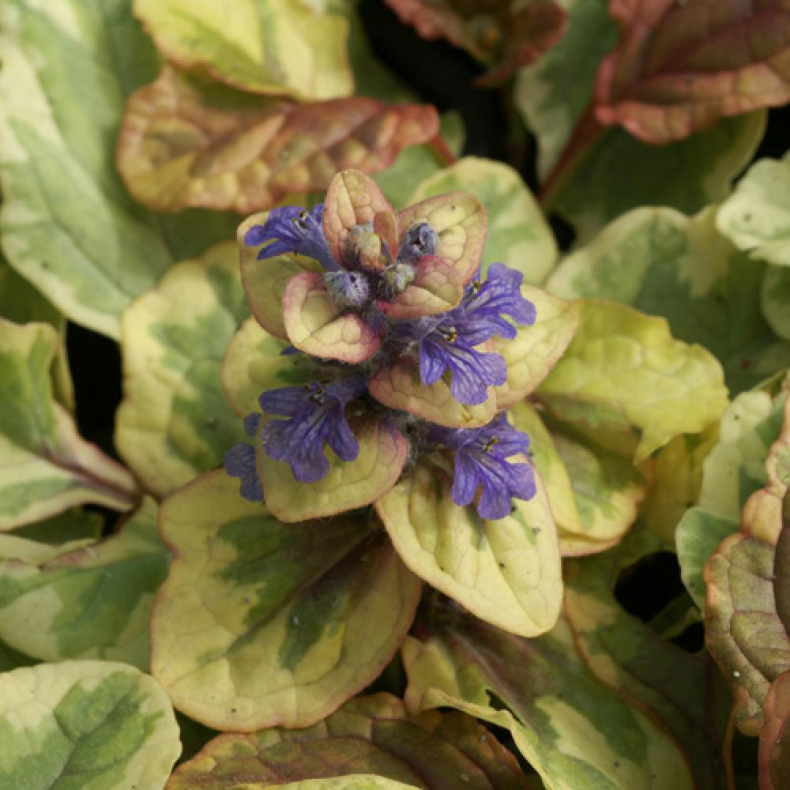 Ajuga reptans Golden Glow - Krybende lbels