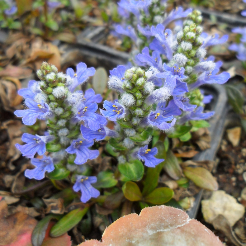 Ajuga reptans Mahogany Mini - Krybende lbels