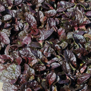 Ajuga reptans Mahogany - Krybende l�bel�s